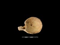 梅花鹿骨藏品圖，第1張