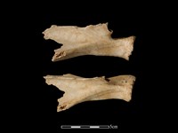 梅花鹿骨藏品圖，第1張