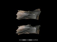 梅花鹿骨藏品圖，第1張