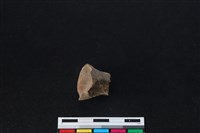 梅花鹿骨藏品圖，第1張