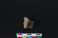 梅花鹿骨藏品圖，第2張