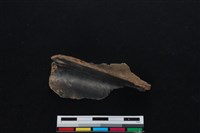 梅花鹿骨藏品圖，第1張