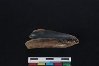 梅花鹿骨藏品圖，第2張