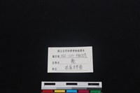 梅花鹿骨藏品圖，第3張