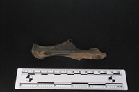 梅花鹿骨藏品圖，第1張