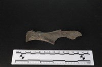 梅花鹿骨藏品圖，第2張