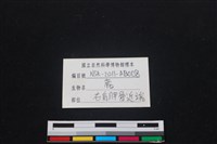 梅花鹿骨藏品圖，第3張