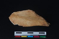 梅花鹿骨藏品圖，第1張