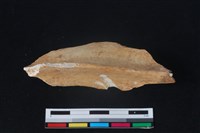 梅花鹿骨藏品圖，第2張