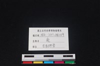 梅花鹿骨藏品圖，第3張