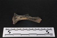 梅花鹿骨藏品圖，第1張