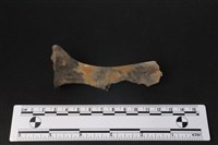 梅花鹿骨藏品圖，第2張