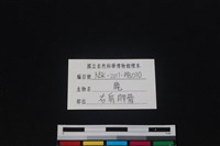 梅花鹿骨藏品圖，第3張