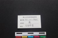 梅花鹿骨藏品圖，第3張