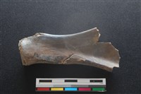 梅花鹿骨藏品圖，第2張