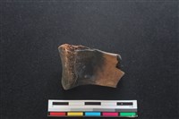 梅花鹿骨藏品圖，第2張