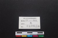 梅花鹿骨藏品圖，第4張