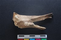 梅花鹿骨藏品圖，第1張