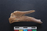 梅花鹿骨藏品圖，第2張