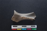 梅花鹿骨藏品圖，第1張