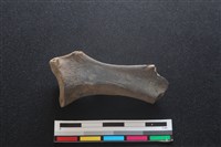 梅花鹿骨藏品圖，第2張