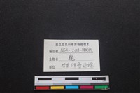 梅花鹿骨藏品圖，第3張