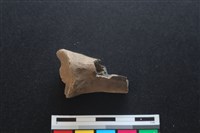 梅花鹿骨藏品圖，第1張