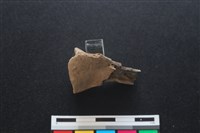 梅花鹿骨藏品圖，第2張