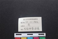 梅花鹿骨藏品圖，第3張