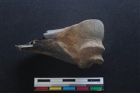 梅花鹿骨藏品圖，第1張