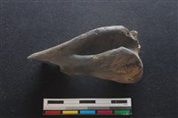 梅花鹿骨藏品圖，第2張