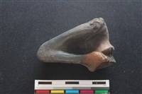 梅花鹿骨藏品圖，第2張