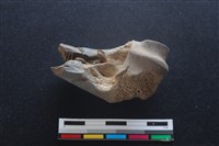 梅花鹿骨藏品圖，第1張