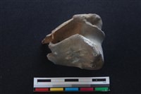 梅花鹿骨藏品圖，第1張