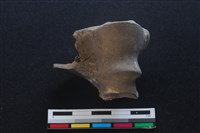 梅花鹿骨藏品圖，第2張