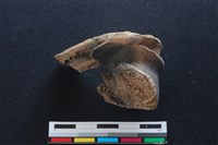 梅花鹿骨藏品圖，第1張