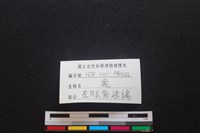 梅花鹿骨藏品圖，第3張