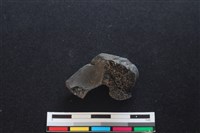 梅花鹿骨藏品圖，第2張