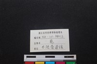 梅花鹿骨藏品圖，第3張