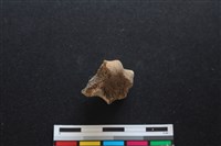 梅花鹿骨藏品圖，第1張