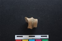 梅花鹿骨藏品圖，第2張