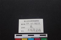 梅花鹿骨藏品圖，第3張