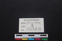 梅花鹿骨藏品圖，第3張