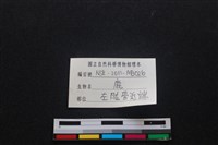 梅花鹿骨藏品圖，第3張