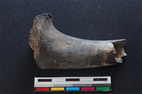 梅花鹿骨藏品圖，第1張