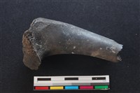 梅花鹿骨藏品圖，第2張