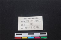 梅花鹿骨藏品圖，第3張