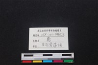 梅花鹿骨藏品圖，第3張