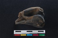 梅花鹿骨藏品圖，第1張