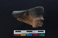 梅花鹿骨藏品圖，第2張